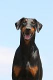 DOBERMANN 1011